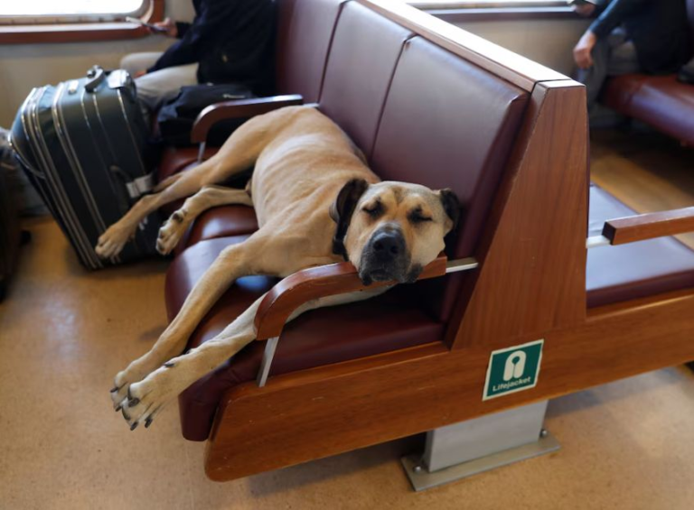 BOJI: THE TURKISH STREET DOG WHO BECAME A PUBLIC TRANSPORT CELEBRITY