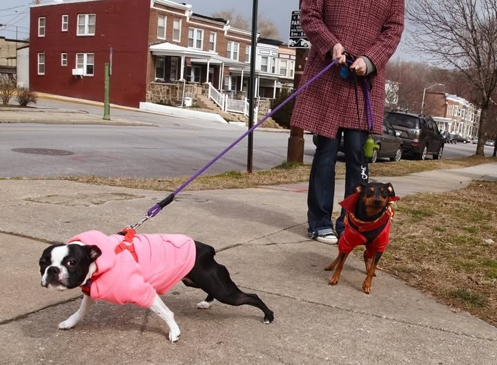 WHY YOUR DOG PULLS ON THE LEASH
