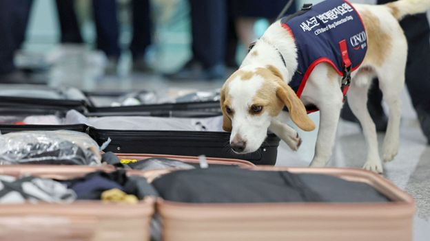 DOG JOBS TRAINING – SNIFFER DOGS