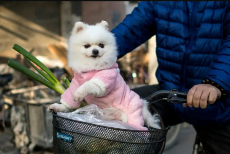DOG WALKING IN CHINA: A DIFFERENT EXPERIENCE